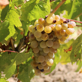 Ingredient-grape-Roll On Jade