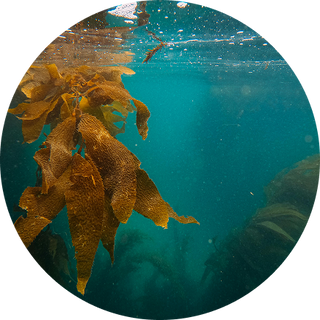 ingredient-algue-doree-Roll On Jade