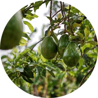 ingredient-avocat-Roll On Jade