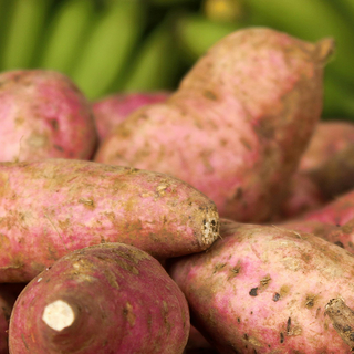 ingredient-yacon-root-Roll On Jade